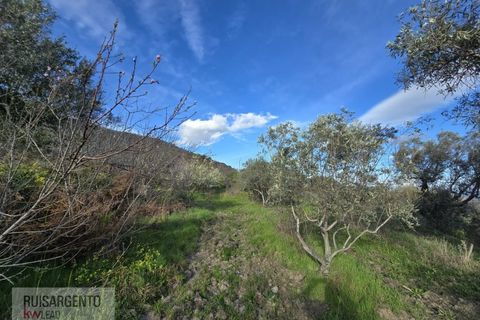 Terra a Alpedrinha, Castelo Branco, Alpedrinha - € 55.000 | Ref: SÒL_249RS140326 - foto 22