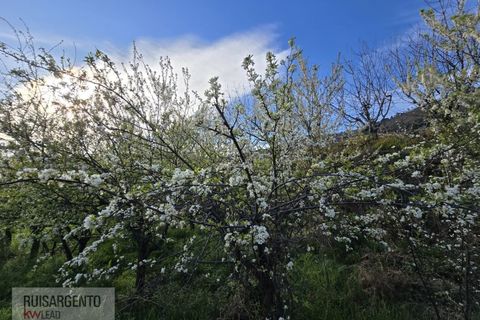 Terra a Alpedrinha, Castelo Branco, Alpedrinha - € 55.000 | Ref: SÒL_249RS140326 - foto 23