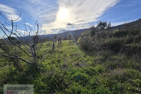 Terra a Alpedrinha, Castelo Branco, Alpedrinha - € 55.000 | Ref: SÒL_249RS140326 - foto 30