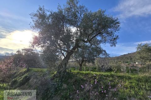 Terra a Alpedrinha, Castelo Branco, Alpedrinha - € 55.000 | Ref: SÒL_249RS140326 - foto 46