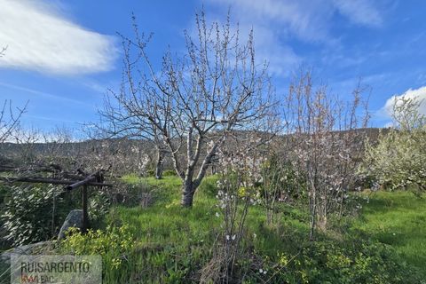 Terra a Alpedrinha, Castelo Branco, Alpedrinha - € 55.000 | Ref: SÒL_249RS140326 - foto 47
