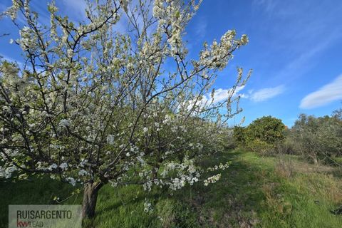 Terra a Alpedrinha, Castelo Branco, Alpedrinha - € 55.000 | Ref: SÒL_249RS140326 - foto 48