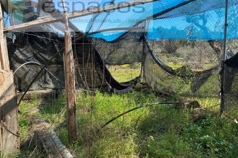 Terra a Fundao, Castelo Branco, Fundao - € 57.000 | Ref: 5560/CP-AF - foto 20