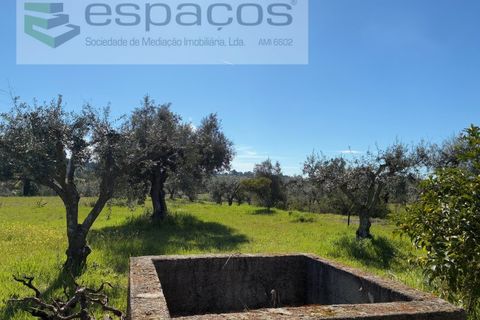 Terra a Fundao, Castelo Branco, Fundao - € 57.000 | Ref: 5560/CP-AF - foto 21
