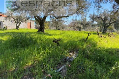 Terra a Fundao, Castelo Branco, Fundao - € 57.000 | Ref: 5560/CP-AF - foto 22