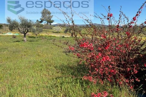 Terra a Fundao, Castelo Branco, Fundao - € 57.000 | Ref: 5560/CP-AF - foto 23