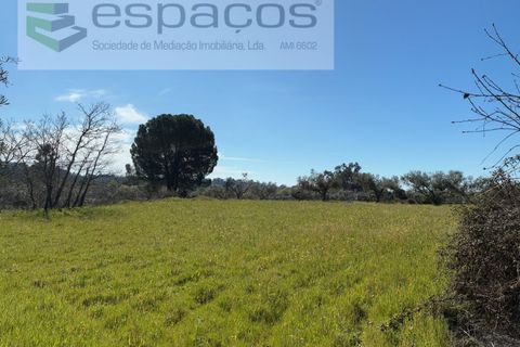 Terra a Fundao, Castelo Branco, Fundao - € 57.000 | Ref: 5560/CP-AF - foto 26