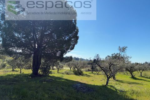 Terra a Fundao, Castelo Branco, Fundao - € 57.000 | Ref: 5560/CP-AF - foto 27