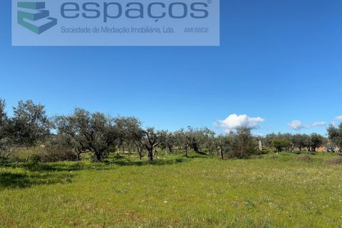 Terra a Fundao, Castelo Branco, Fundao - € 57.000 | Ref: 5560/CP-AF - foto 28