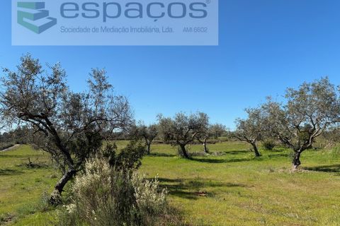 Terra a Fundao, Castelo Branco, Fundao - € 57.000 | Ref: 5560/CP-AF - foto 29