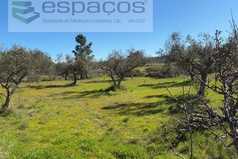 Terra a Fundao, Castelo Branco, Fundao - € 57.000 | Ref: 5560/CP-AF - foto 30