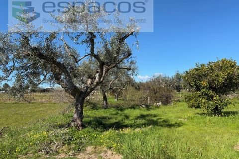 Terra a Fundao, Castelo Branco, Fundao - € 57.000 | Ref: 5560/CP-AF - foto 31