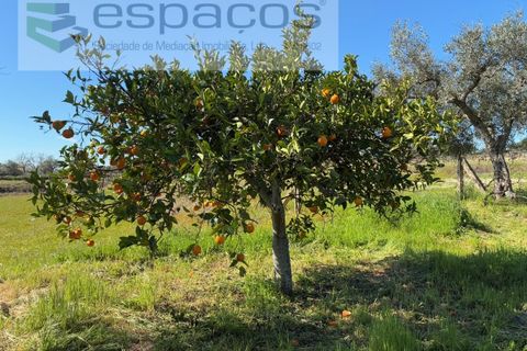 Terra a Fundao, Castelo Branco, Fundao - € 57.000 | Ref: 5560/CP-AF - foto 35