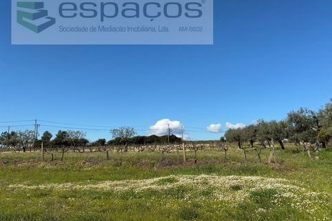Terra a Fundao, Castelo Branco, Fundao - € 57.000 | Ref: 5560/CP-AF - foto 36
