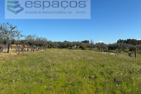 Terra a Fundao, Castelo Branco, Fundao - € 57.000 | Ref: 5560/CP-AF - foto 38