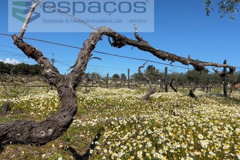 Terra a Fundao, Castelo Branco, Fundao - € 57.000 | Ref: 5560/CP-AF - foto 39