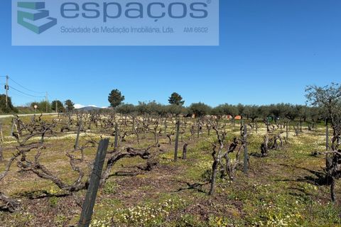 Terra a Fundao, Castelo Branco, Fundao - € 57.000 | Ref: 5560/CP-AF - foto 40