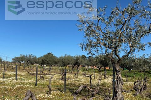 Terra a Fundao, Castelo Branco, Fundao - € 57.000 | Ref: 5560/CP-AF - foto 41