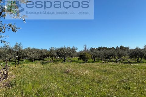 Terra a Fundao, Castelo Branco, Fundao - € 57.000 | Ref: 5560/CP-AF - foto 42