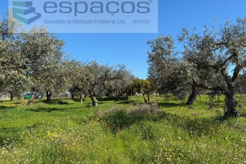 Terra a Fundao, Castelo Branco, Fundao - € 57.000 | Ref: 5560/CP-AF - foto 43
