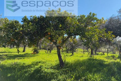 Terra a Fundao, Castelo Branco, Fundao - € 57.000 | Ref: 5560/CP-AF - foto 45