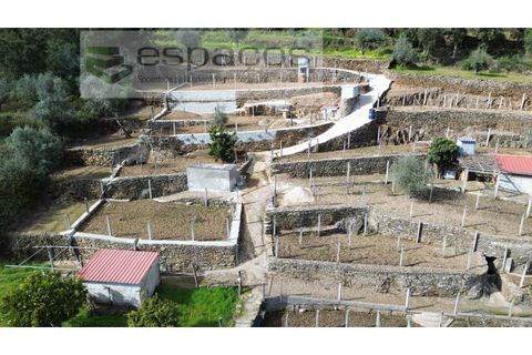 Farm i Castelo Branco, Castelo Branco, Castelo Branco - € 45.000 | Ref: 5747/FA-AC - foto 4