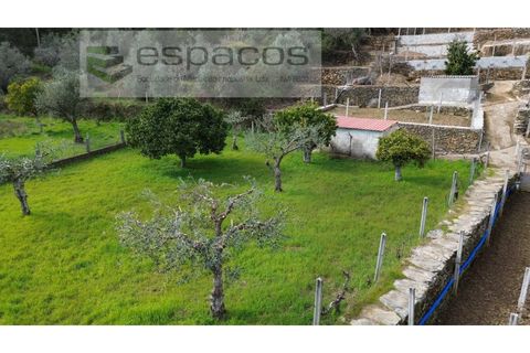 Farm i Castelo Branco, Castelo Branco, Castelo Branco - € 45.000 | Ref: 5747/FA-AC - foto 5