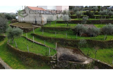 Farm i Castelo Branco, Castelo Branco, Castelo Branco - € 45.000 | Ref: 5747/FA-AC - foto 6