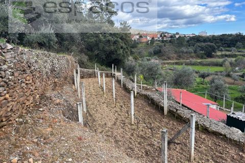 Farm i Castelo Branco, Castelo Branco, Castelo Branco - € 45.000 | Ref: 5747/FA-AC - foto 9