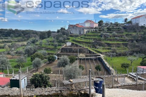 Farm i Castelo Branco, Castelo Branco, Castelo Branco - € 45.000 | Ref: 5747/FA-AC - foto 11