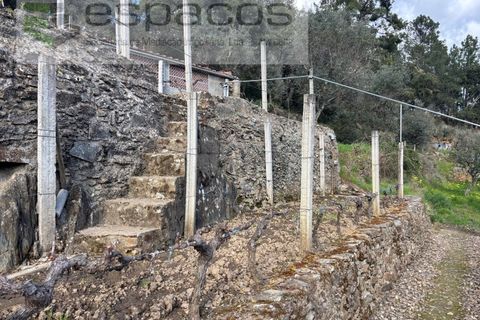 Farm i Castelo Branco, Castelo Branco, Castelo Branco - € 45.000 | Ref: 5747/FA-AC - foto 19