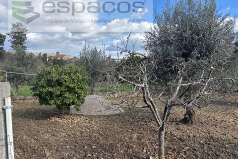 Farm i Castelo Branco, Castelo Branco, Castelo Branco - € 45.000 | Ref: 5747/FA-AC - foto 21