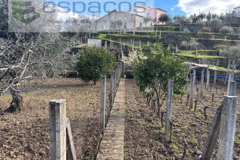 Farm i Castelo Branco, Castelo Branco, Castelo Branco - € 45.000 | Ref: 5747/FA-AC - foto 22