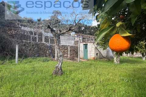 Farm i Castelo Branco, Castelo Branco, Castelo Branco - € 45.000 | Ref: 5747/FA-AC - foto 25