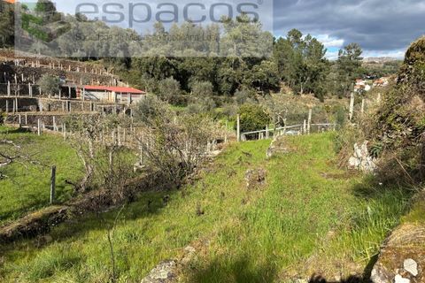 Farm i Castelo Branco, Castelo Branco, Castelo Branco - € 45.000 | Ref: 5747/FA-AC - foto 35