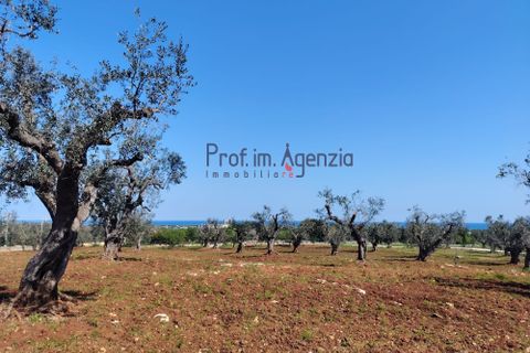 Helårsgrund i Carovigno, Brindisi, Carovigno - € 120.000 | Ref: 121673 - foto 9