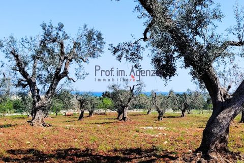 Helårsgrund i Carovigno, Brindisi, Carovigno - € 120.000 | Ref: 121673 - foto 8