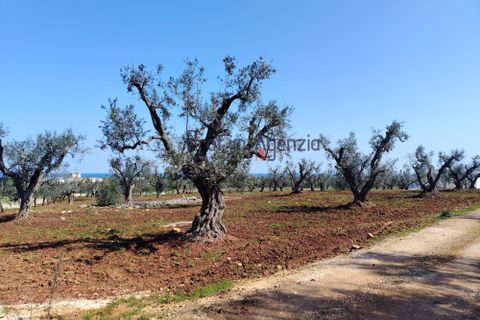 Helårsgrund i Carovigno, Brindisi, Carovigno - € 120.000 | Ref: 121673 - foto 11