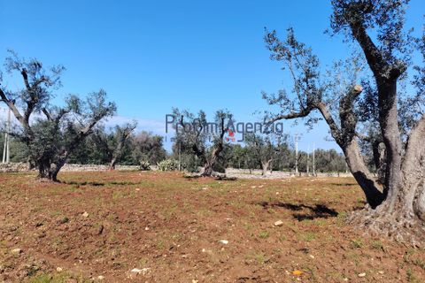 Helårsgrund i Carovigno, Brindisi, Carovigno - € 120.000 | Ref: 121673 - foto 13