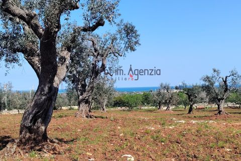 Helårsgrund i Carovigno, Brindisi, Carovigno - € 120.000 | Ref: 121673 - foto 6