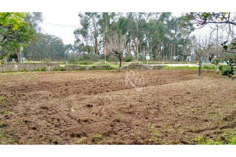 Terra em Arouca, Aveiro, Arouca - € 49.000 | Ref: CRAF1026 - foto 14