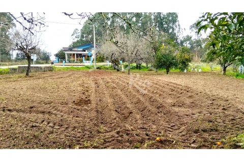 Terra em Arouca, Aveiro, Arouca - € 49.000 | Ref: CRAF1026 - foto 15