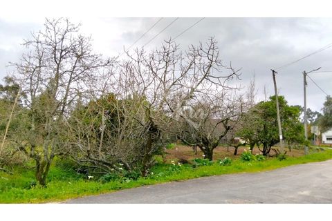 Terra em Arouca, Aveiro, Arouca - € 49.000 | Ref: CRAF1026 - foto 16