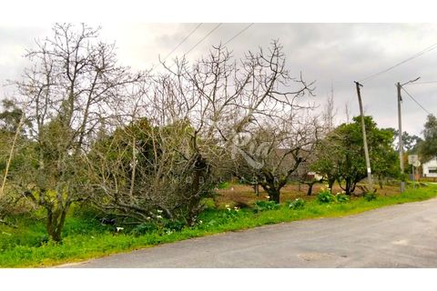 Terra em Arouca, Aveiro, Arouca - € 49.000 | Ref: CRAF1026 - foto 17