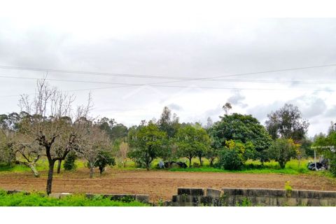 Terra em Arouca, Aveiro, Arouca - € 49.000 | Ref: CRAF1026 - foto 18