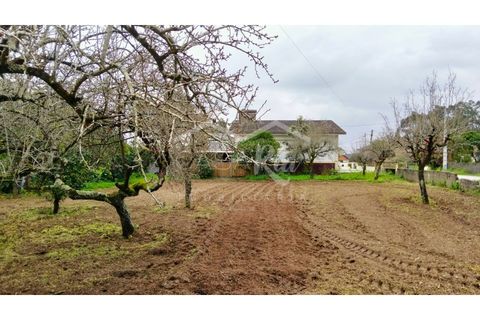 Terra em Arouca, Aveiro, Arouca - € 49.000 | Ref: CRAF1026 - foto 23