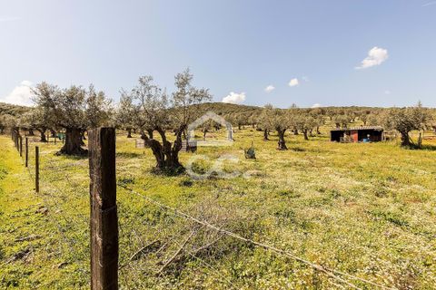 Gårdshus i Sousel, Portalegre, Sousel - € 320 000 | Ref: 318/Q/03785 - foto 50