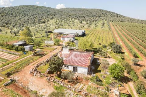 Gårdshus i Sousel, Portalegre, Sousel - € 320 000 | Ref: 318/Q/03785 - foto 3