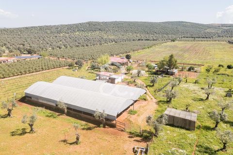Gårdshus i Sousel, Portalegre, Sousel - € 320 000 | Ref: 318/Q/03785 - foto 9