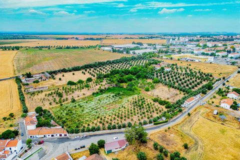 Tomt i Beja, Beja, Beja - € 1 450 000 | Ref: TRI-277-24-CS (1) - foto 6